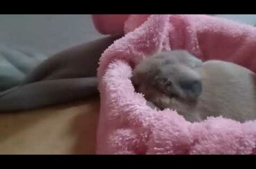 Cute bunny
