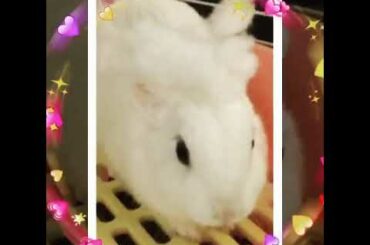 Cute bunny