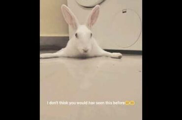 Cute and lazy bunny