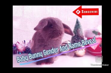 Baby Bunny Name and Gender Reveal // Moose x Myah's Kits