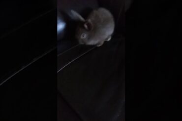 My bunny is so cute