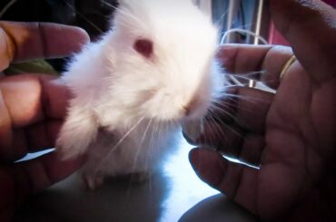 Dheeme Dheeme song (Rabbit version)