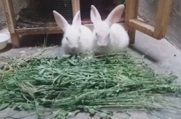 Wonderful Rabbit masti