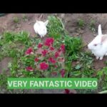 Funny video।funny baby bunny rabbit video। Rabbit feeding time। Rabbit jumping in garden। funniest