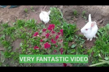 Funny video।funny baby bunny rabbit video। Rabbit feeding time। Rabbit jumping in garden। funniest