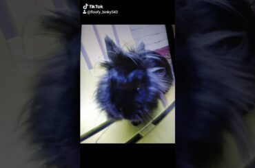 Rabbit binky as baby