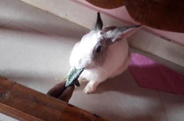 Cute rabbit