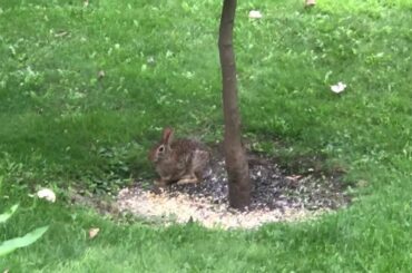 Rabbit in Back Yard