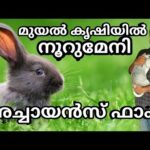 മുയൽ കൃഷിയിലൂടെ മികച്ച വരുമാനം| rabbit farming