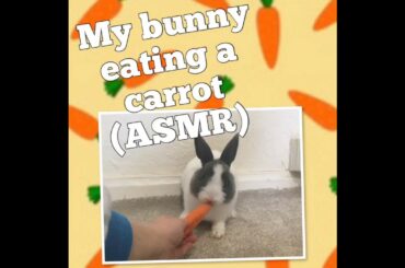 My bunny eating a carrot (ASMR)