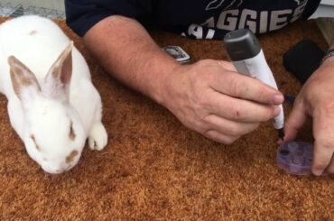 How to tattoo a rabbit.