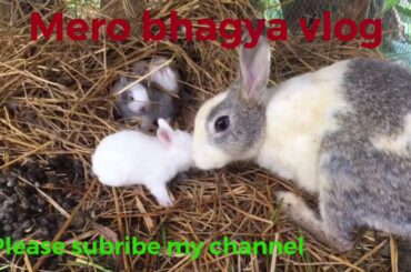 BABBY RABBITS WITH THEIR MOTHER (happy family)