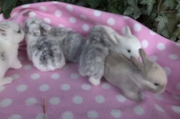 Cute Baby Bunnies 2 weeks Old - Pure Mini Lops - Asha's Litter 02.08.16