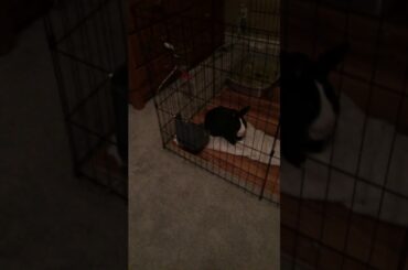 6 subs spiscal my pet rabbit name Obie