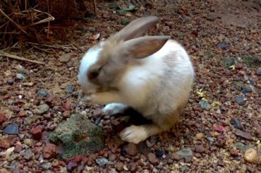 cute bunny