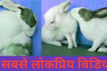 Biggest rabbit।young life - baby rabbit।daily rabbit routine।fantastic rabbit video।New funny video।