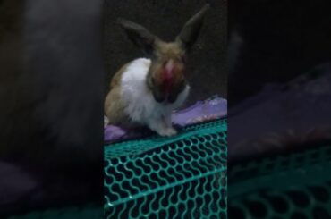 My pet cute