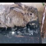 Giant angora brown rabbit