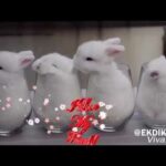 cute bunny video for missing friends of all time whatsapp status
