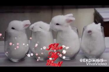 cute bunny video for missing friends of all time whatsapp status