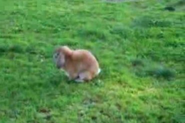 A cute bunny playing in the park