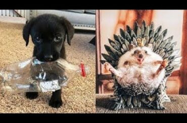 Cutest Animals! Cute baby animals Videos Compilation cute moment of the animals #8