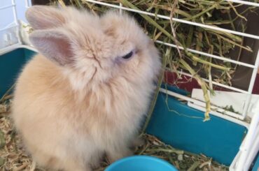 Litter Trained Bunny - My cute little Lionhead
