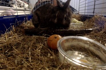 I ran out of ideas! here is my rabbit being cute for 11 minutes straight