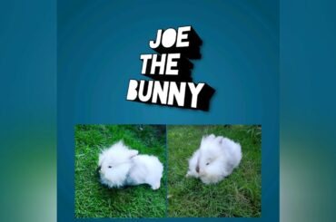 Wow cute bunny eating a lot of grasses so cute 😍🤩🐇🐰