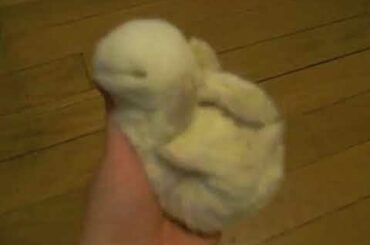Cute baby rabbit falling asleep