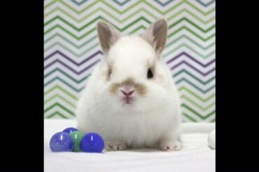 Cute Baby Rabbits #19