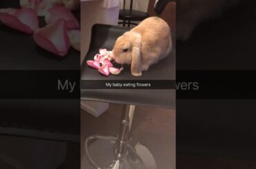 Cute rabbit