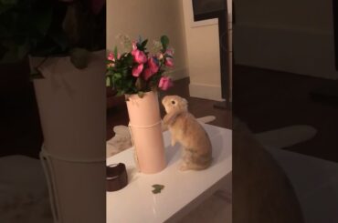 Cute rabbit
