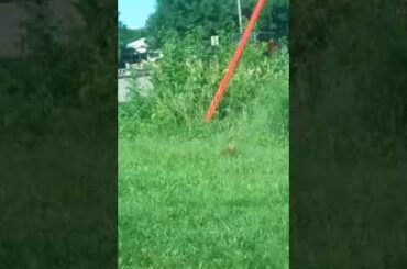 Baby Bunny Hopping Around! Drive... - Kendall Vlogs