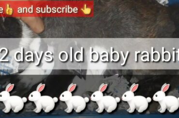 12 days old baby rabbit breastfeeding