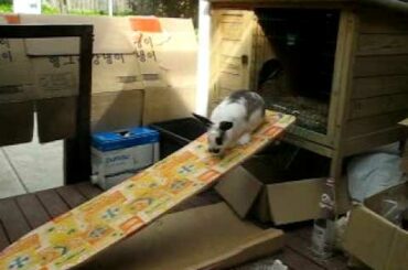 Cute Bunny on a Slide