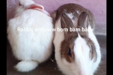 RABBIT WITH NEW BORN BABY RABBIT