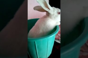 Cute Bunny 🐇😍