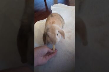 Cute rabbit 🐇