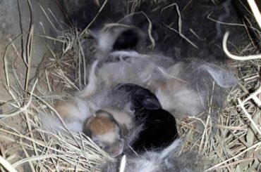 Babies bunnies