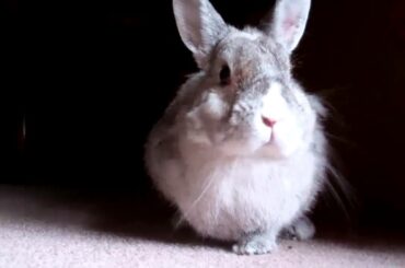 Luna the Cute Rabbit Eating / Nibbling a Treat!