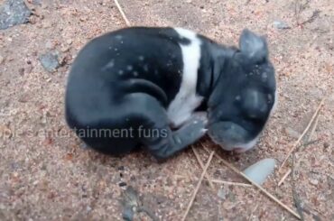 The Cutest Baby Bunny  Rabbit || wild rabbit