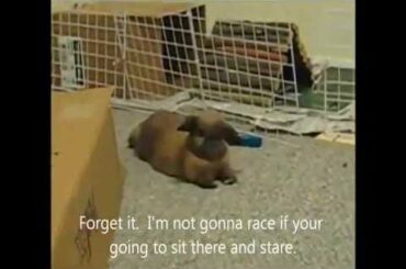 Bunny Binky Super Cute - Binkys and Bunny 500s