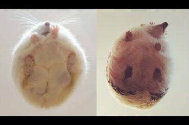 FUNNY and CUTE Ball Shaped Animals