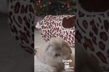 TikTok bunny screams