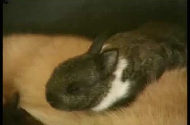 THE CAT MOTHERING THE BABY RABBIT