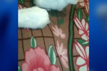 Rabbit cute activity