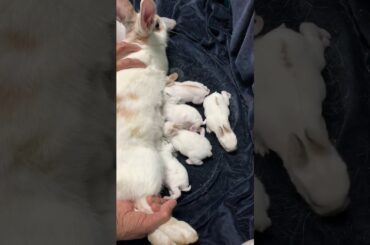 baby rabbits breastfeeding
