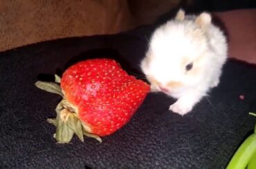 here is a little baby bunny eating big strawberry