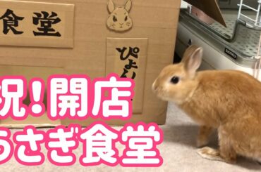 【うさぎ】祝！うさぎ食堂始めました【かわいい】Cute rabbit  #54